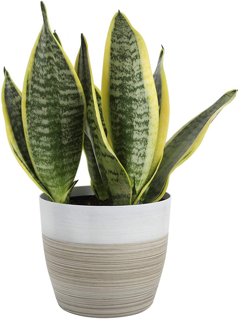 Costa Farms Snake, Sansevieria WhiteNatural Decor Planter